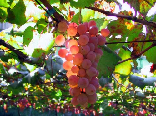 A produo de uvas est a registar quebras entre os 60 e os 80 por cento