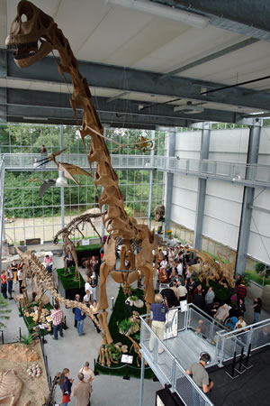 Brachiossaurus-Um dos exemplares da exposio.(fonte:museu pr-histrico de Boxtel)-Holanda