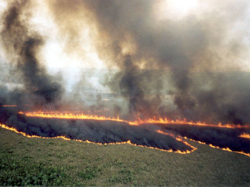 Os jovens voluntrios vo ajudar no combate aos fogos florestais