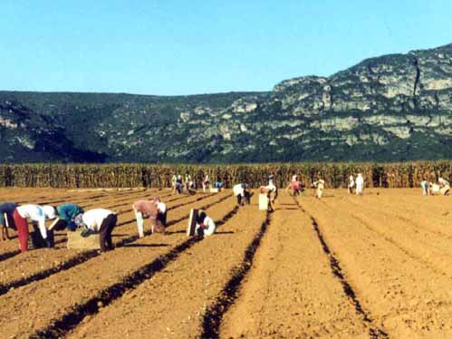 Castelo Branco vai acolher a sede da Direco Regional de Agricultura do Centro