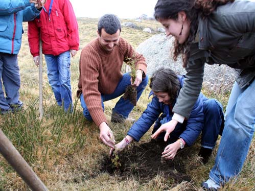 Cerca de cinco mil rvores foram plantadas na Estrela