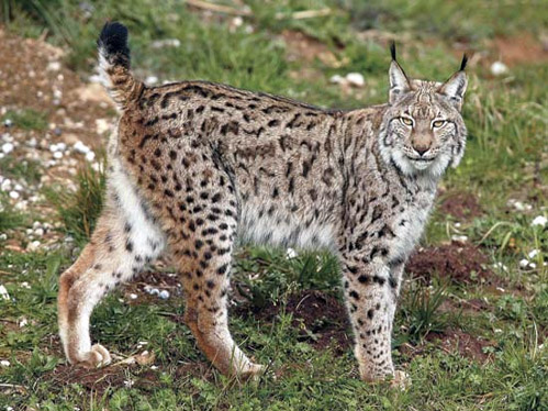 O lince ibrico  o felino que mais perigo corre da extino total