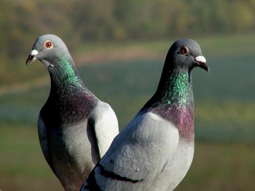 O Ferro volta a acolher uma mostra de aves