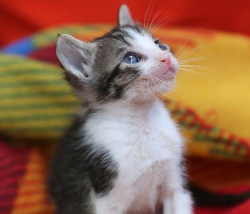 Em três anos, a Instinto já resgatou cerca de 600 animais (Foto: Instinto)