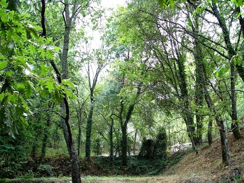 A estrutura que é inaugurada sexta-feira destina-se a fazer investigação de espécies vegetais da Beira Interior