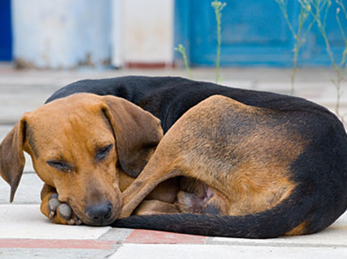 Iniciativa assinala o Dia Mundial do Animal Abandonado 