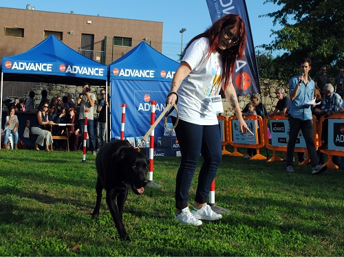 Desfile contou com a participação da Associação Protetora de Animais da Covilhã