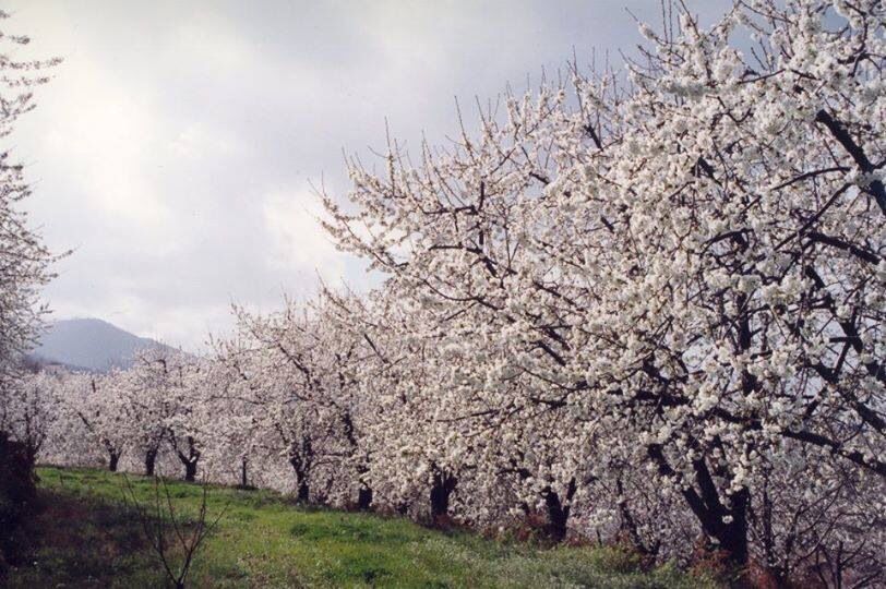 Um dos objetivos deste evento é promover um dos cenários mais deslumbrantes da Gardunha, quando as cerejeiras pintam de branco a Serra. Imagem: Pinterest