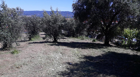 As imediações da Cantina de Santo António é o local do primeiro lote cedido