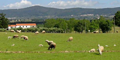 Ovelhas e borregos a pastar numa aramada