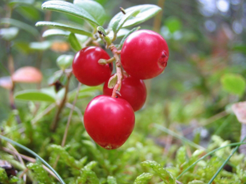 O arando é um fruto vermelho da família do mirtilo. Foto: DR