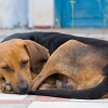 Iniciativa assinala o Dia Mundial do Animal Abandonado 