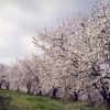 Um dos objetivos deste evento é promover um dos cenários mais deslumbrantes da Gardunha, quando as cerejeiras pintam de branco a Serra. Imagem: Pinterest